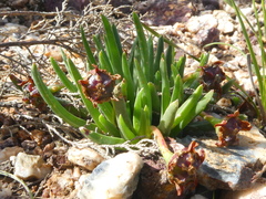 Acrodon subulatus