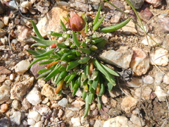 Acrodon subulatus