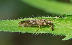 Rhyacophiloidea