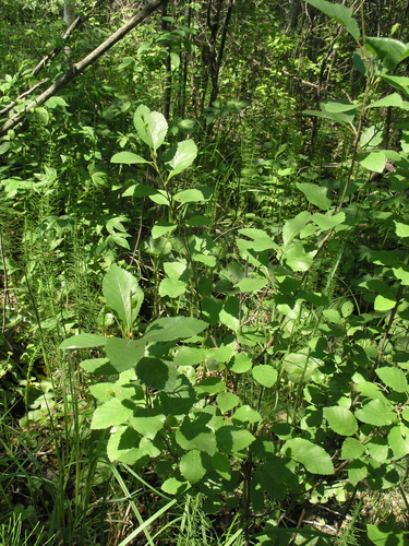 Japanese bog birch (Betula fruticosa)