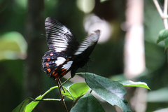 Papilio ambrax
