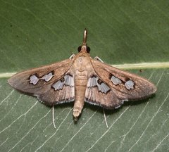 Omiodes odontosticta