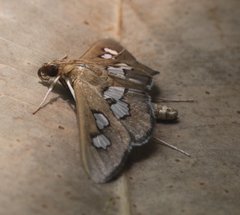 Omiodes odontosticta