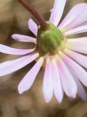 Brachyscome graminea