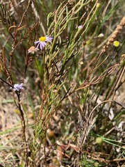 Brachyscome graminea