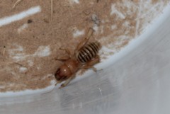 Ammopelmatus longispinus