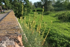 Reseda lutea