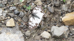 Melanargia evartianae