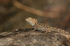 Calotes versicolor
