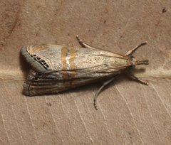 Glaucocharis dilatella