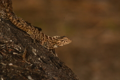 Calotes versicolor