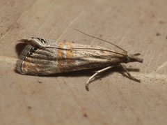 Glaucocharis dilatella