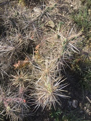 Cylindropuntia davisii