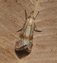 Glaucocharis dilatella