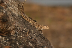 Calotes versicolor