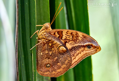 Opsiphanes boisduvallii