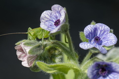 Cynoglossum creticum