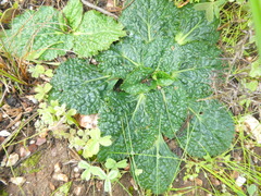 Lichtensteinia latifolia