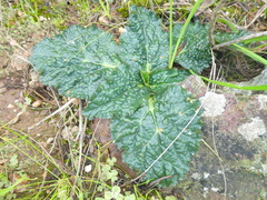 Lichtensteinia latifolia