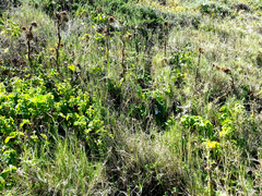 Berkheya decurrens