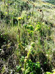 Berkheya decurrens