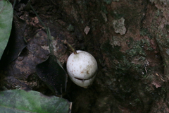 Syzygium cormiflorum