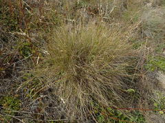 Rytidosperma buchananii