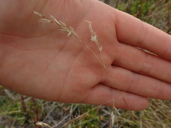 Rytidosperma buchananii