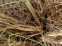 Rytidosperma buchananii