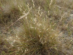 Rytidosperma buchananii