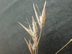 Rytidosperma buchananii