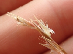 Rytidosperma buchananii