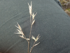 Rytidosperma buchananii