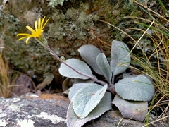 Brachyglottis haastii