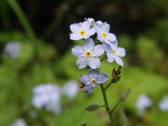 Myosotis cespitosa