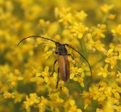 Crossidius suturalis