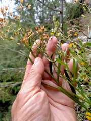 Senecio dunedinensis