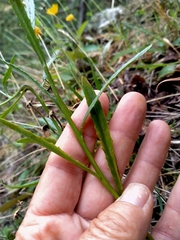 Senecio dunedinensis