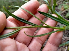 Senecio dunedinensis