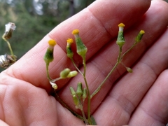 Senecio dunedinensis