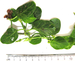 Cynanchum natalitium