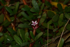 Sesuvium portulacastrum