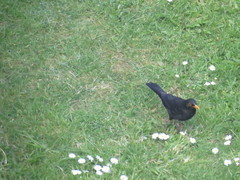 Turdus merula
