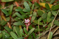 Sesuvium portulacastrum