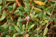 Sesuvium portulacastrum