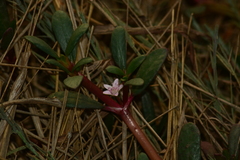 Sesuvium portulacastrum
