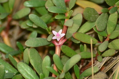 Sesuvium portulacastrum
