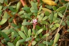 Sesuvium portulacastrum