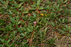 Sesuvium portulacastrum