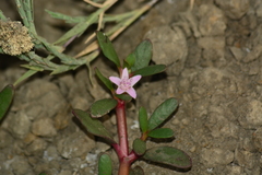 Sesuvium portulacastrum